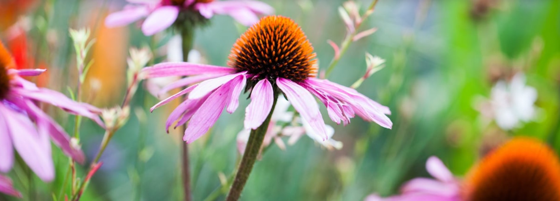 landschaftsarchitektin Anna Schraa Germering München