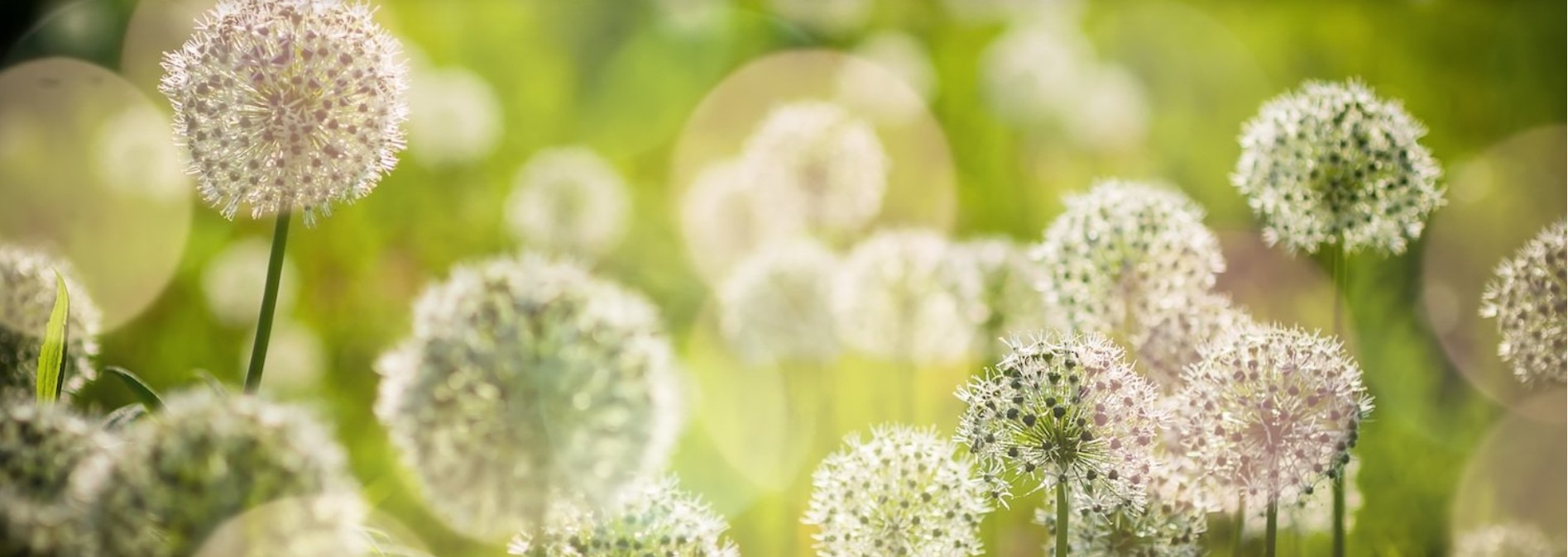 landschaftsarchitektin Anna Schraa Germering München