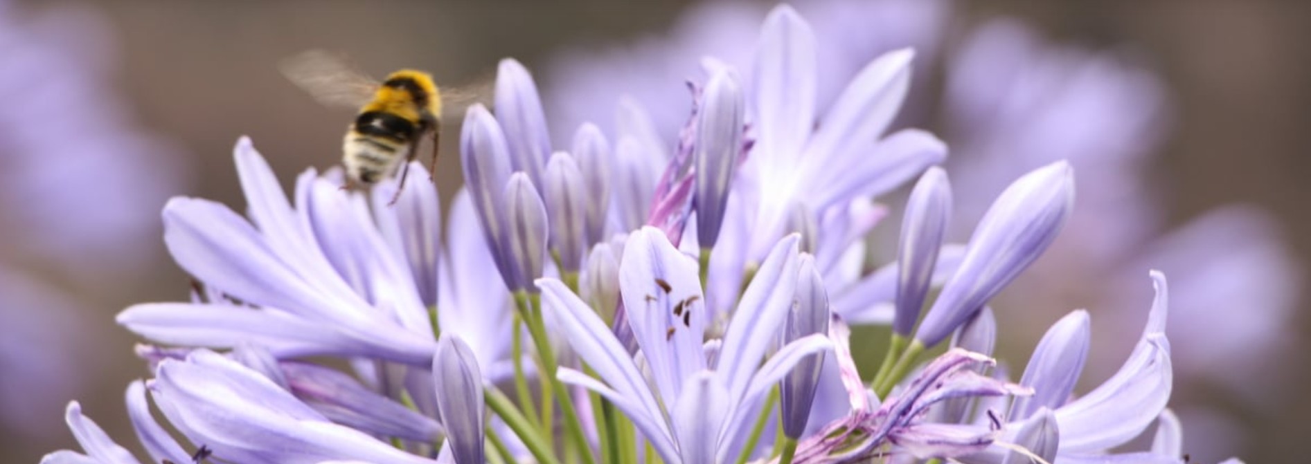 landschaftsarchitektin Anna Schraa Germering München
