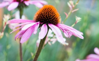 landschaftsarchitektin Anna Schraa Germering München