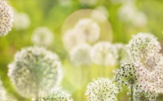 landschaftsarchitektin Anna Schraa Germering München