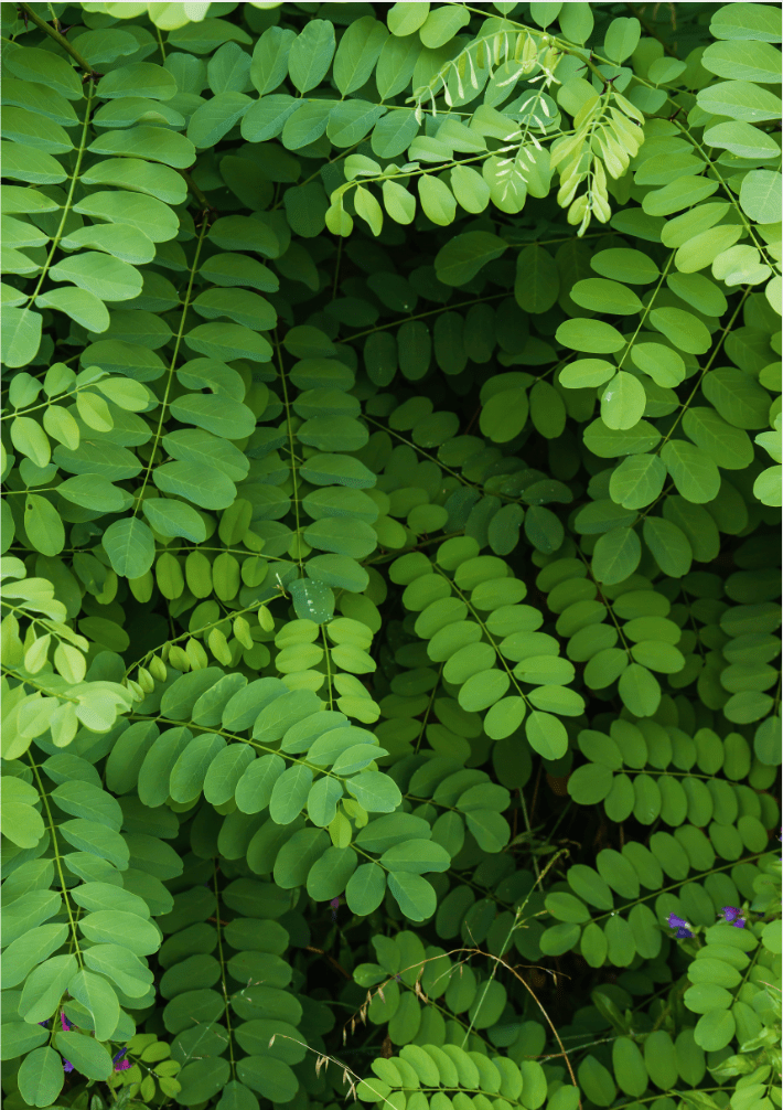 Anna Schraa - Landschaftsarchitektin